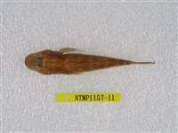 藏品(大吻鰕虎)的圖片